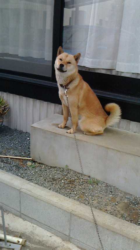 子犬の叔父にあたる純千歳百鬼は北海道犬協会で活躍中の優秀犬です。（純千歳百鬼は純千歳白虎の全弟になります。）