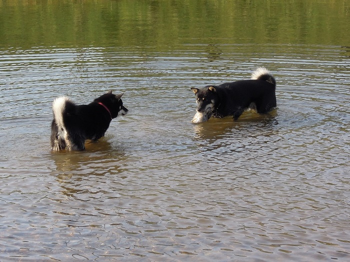 川で遊ぶ黒褐子犬の両親。左側は母犬、右側は父犬  