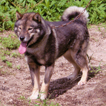 父の嵐・志犬荘は希少な毛色である黒胡麻の種牡犬であります。