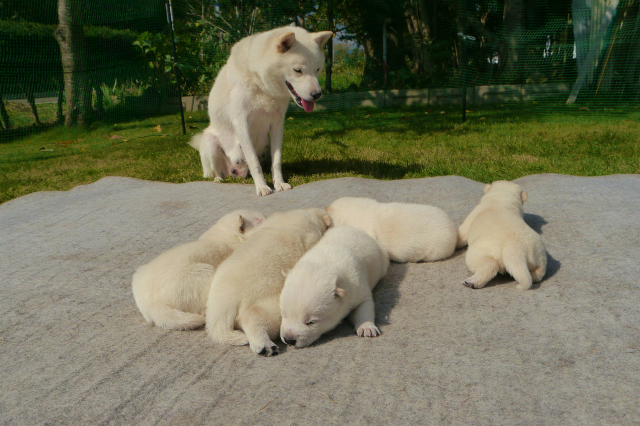 母犬と一緒の五頭兄妹です。(9月30日撮影　生後15日目)