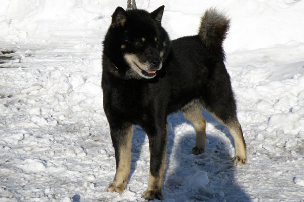 父犬の十勝黒皇・釧路森田荘。十勝森田荘を代表するのヒグマ実猟犬であり、種牡犬であります。