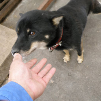 母犬の十勝七十・十勝森田荘。長野のサチなどイノシシ猟犬として優秀な北海道犬を生んでいます。