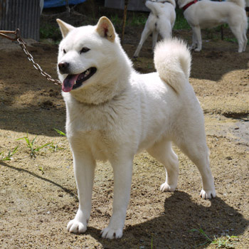 子犬の母方の祖母にあたる北海媛。北海媛は牝犬日本一を獲得した菊姫を生むなど優秀な繁殖牝です。