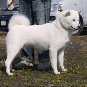 子犬の父犬である大吉。大吉は本部展覧会などで優勝多数の優秀犬で、来年は牡犬日本一を目指しています。  
