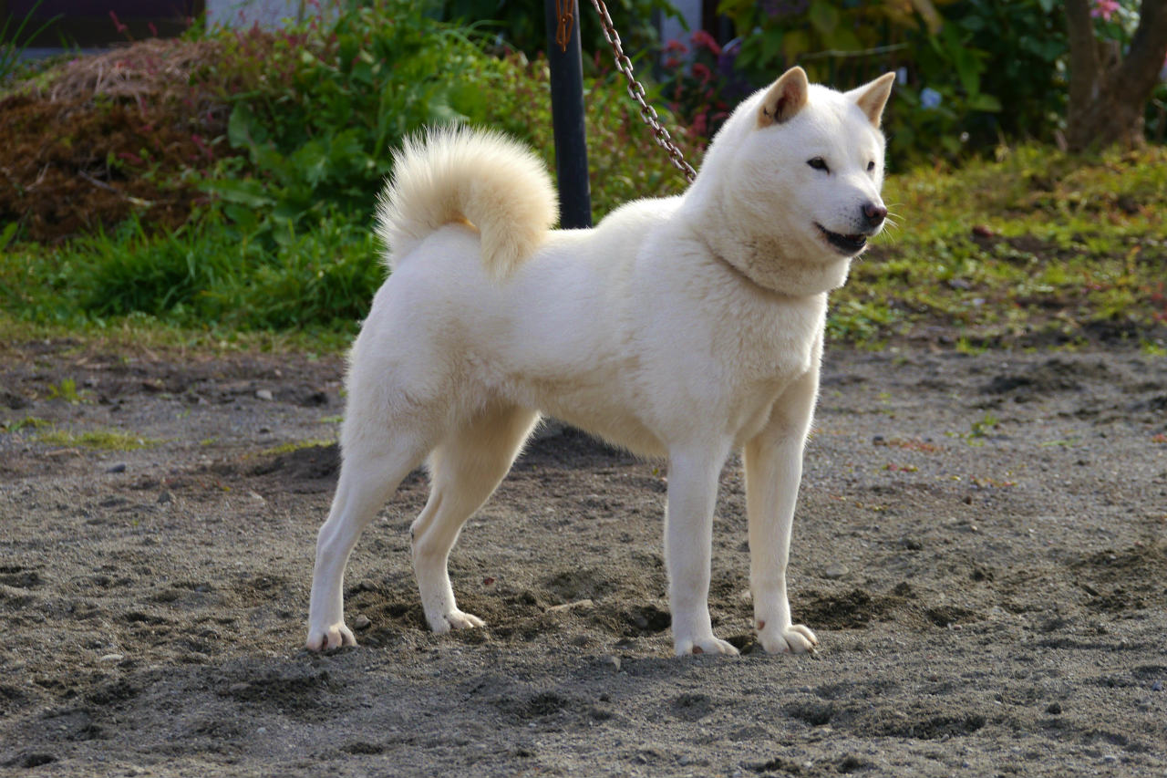 子犬の母犬の翠姫の同胎姉妹である菊姫。菊姫は本年秋に「牝犬日本一」に輝いた名犬です。
