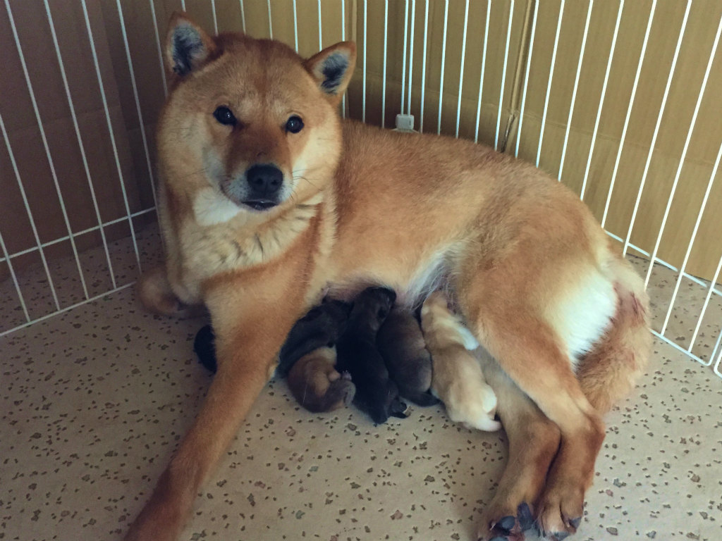 母犬の日和・札幌南陽荘　今回出産時の画像。