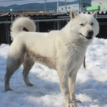 父犬の翔太・鵡川三上は本部展優勝歴を有する優秀犬です。　