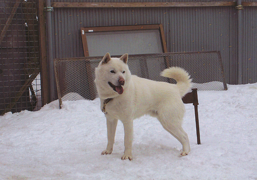 秀不二は不二系血量100%種牡犬として供用されている唯一の北海道犬です。