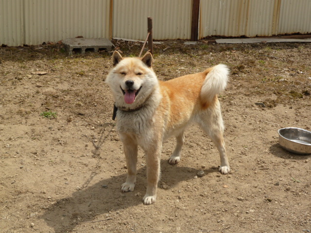 父犬の十勝森田六十八・十勝森田荘。十勝森田荘期待の北海道犬です。