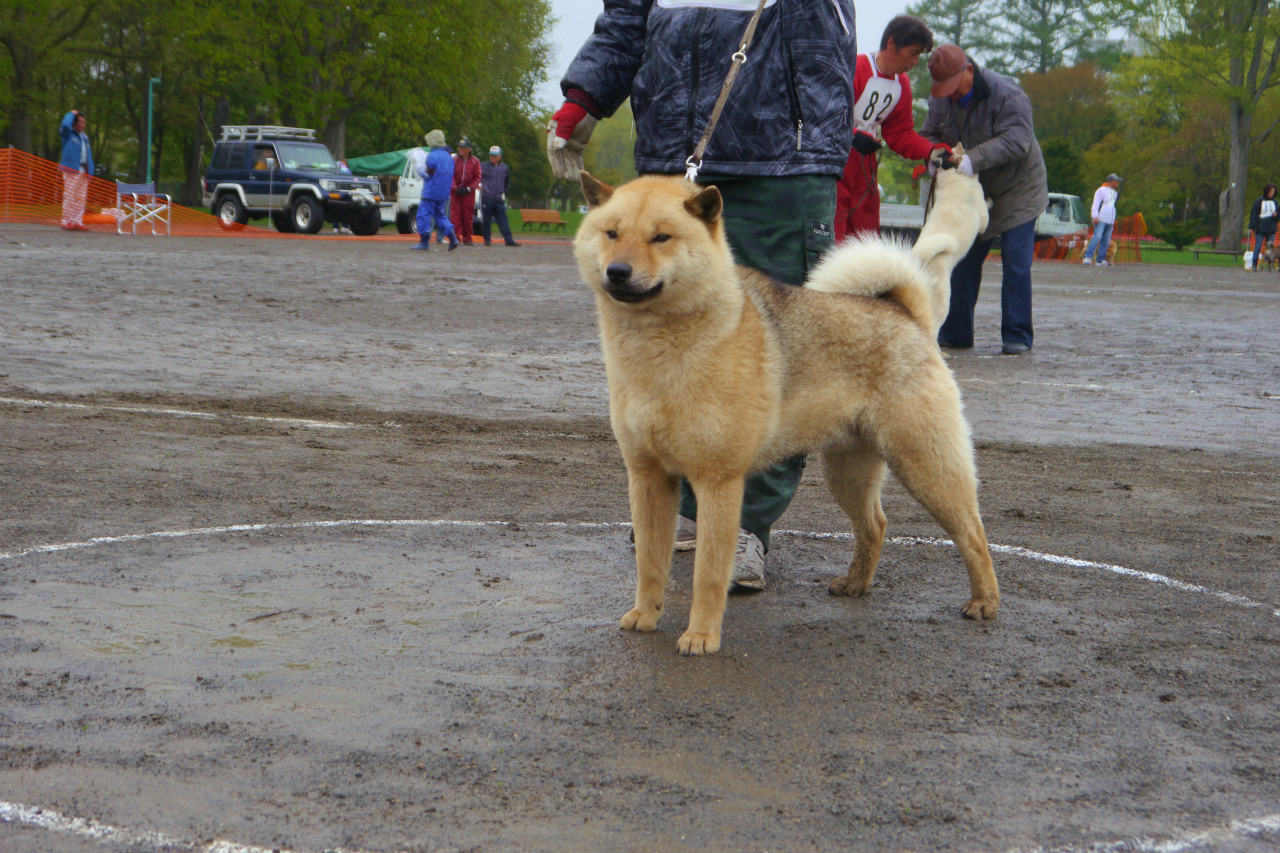 母犬の阿加・北国荘は千歳系の血量50%を有する繁殖牝であります。