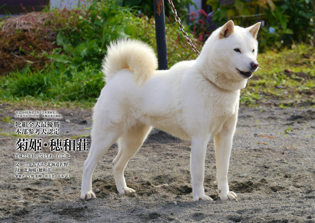 子犬の母犬の菊姫・穂和荘。昨年秋の本部展覧会で牝犬日本一を獲得した名犬です。