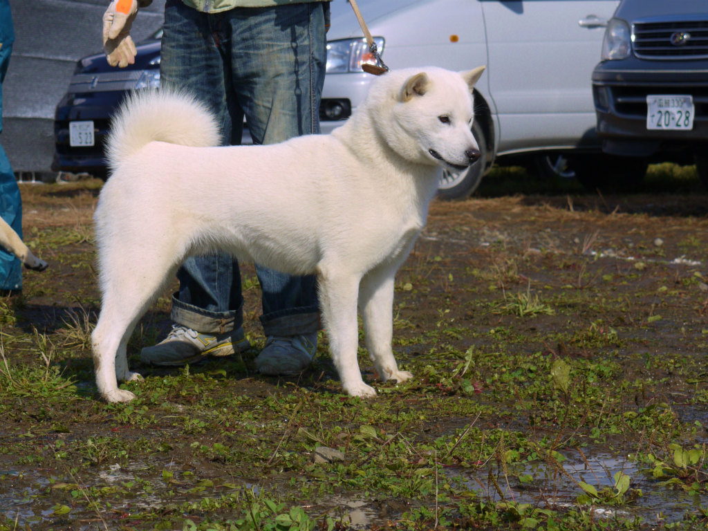 子犬の父犬の大吉・穂和荘。本部展、支部展全犬優勝多数の優秀犬です。