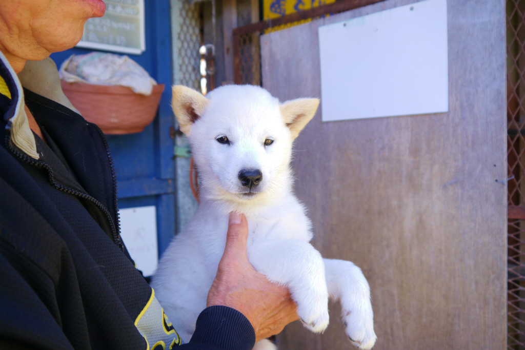 牝犬日本一を獲得した菊姫・穂和荘の仔にふさわしい気品のある白毛/オスです。（9月14日撮影　生後59日目）
