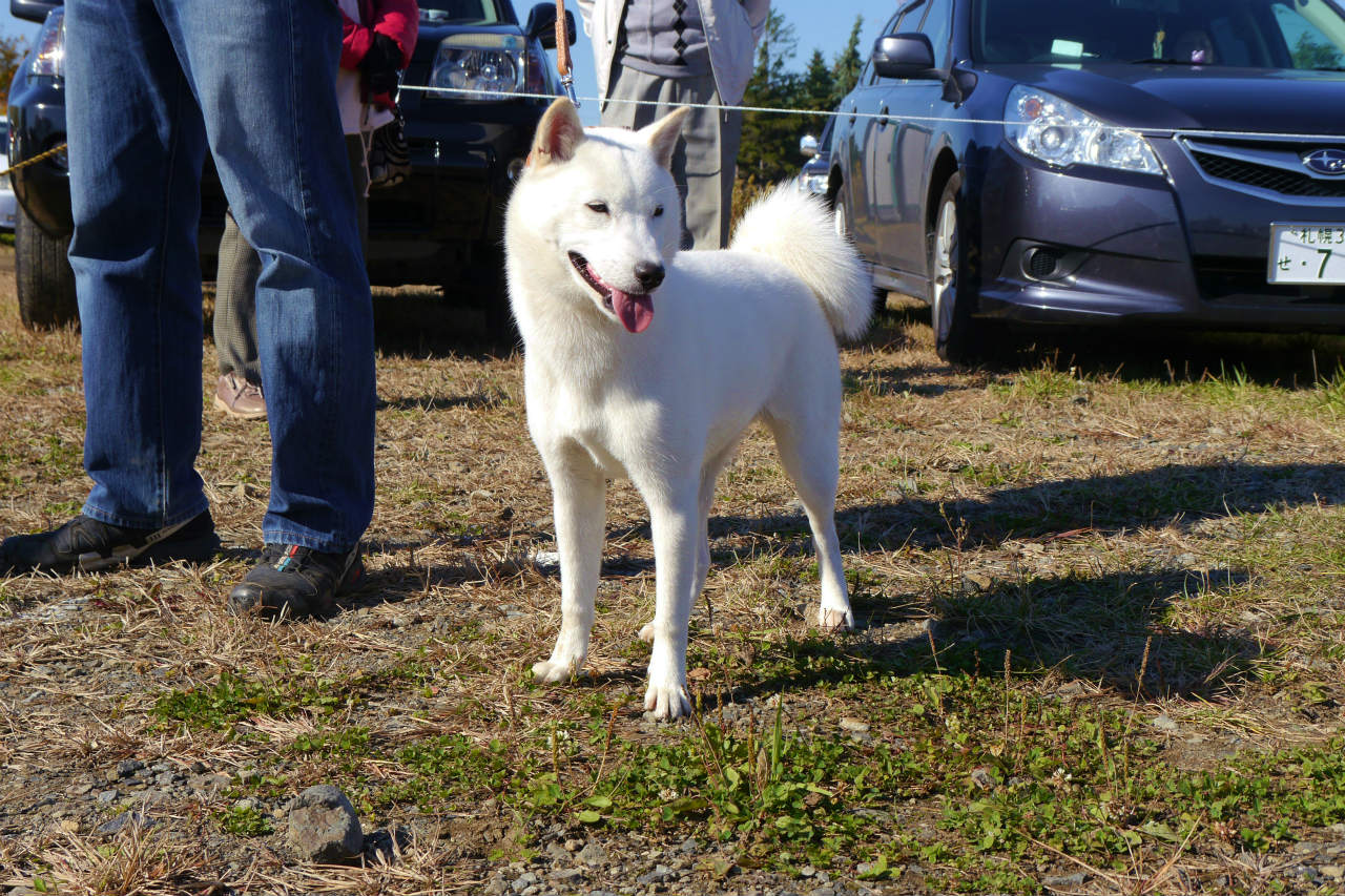 子犬の母の桜子・穂和荘は純白の被毛と好ましい色素を有する北海道犬です。