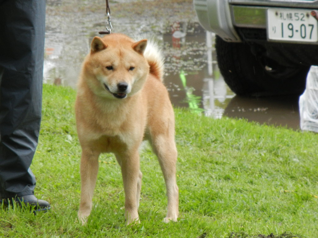 子犬の父の 光太・広尾北進荘の血筋は北海道犬日本一多数の優秀血統です。  