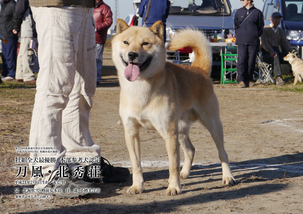 子犬の父の刀風・北秀荘は平成26年の秋季本部展覧会で北海道犬日本一を獲得した名犬です。