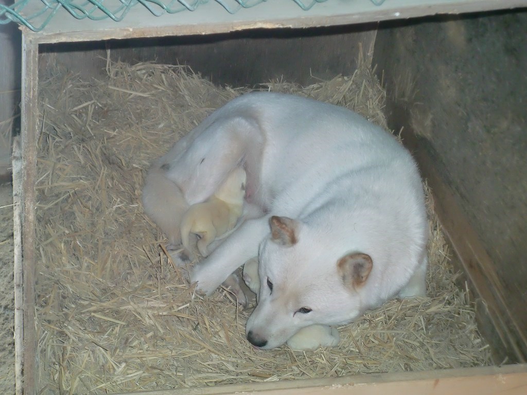 母犬のハルと生後二日目の白オス兄弟です。（12月17日撮影　生後2日目）