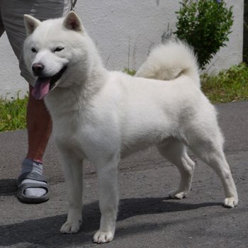 父犬の琉以斗は平成24年の秋期本部展覧会で北海道犬オス日本一を獲得した名犬です。