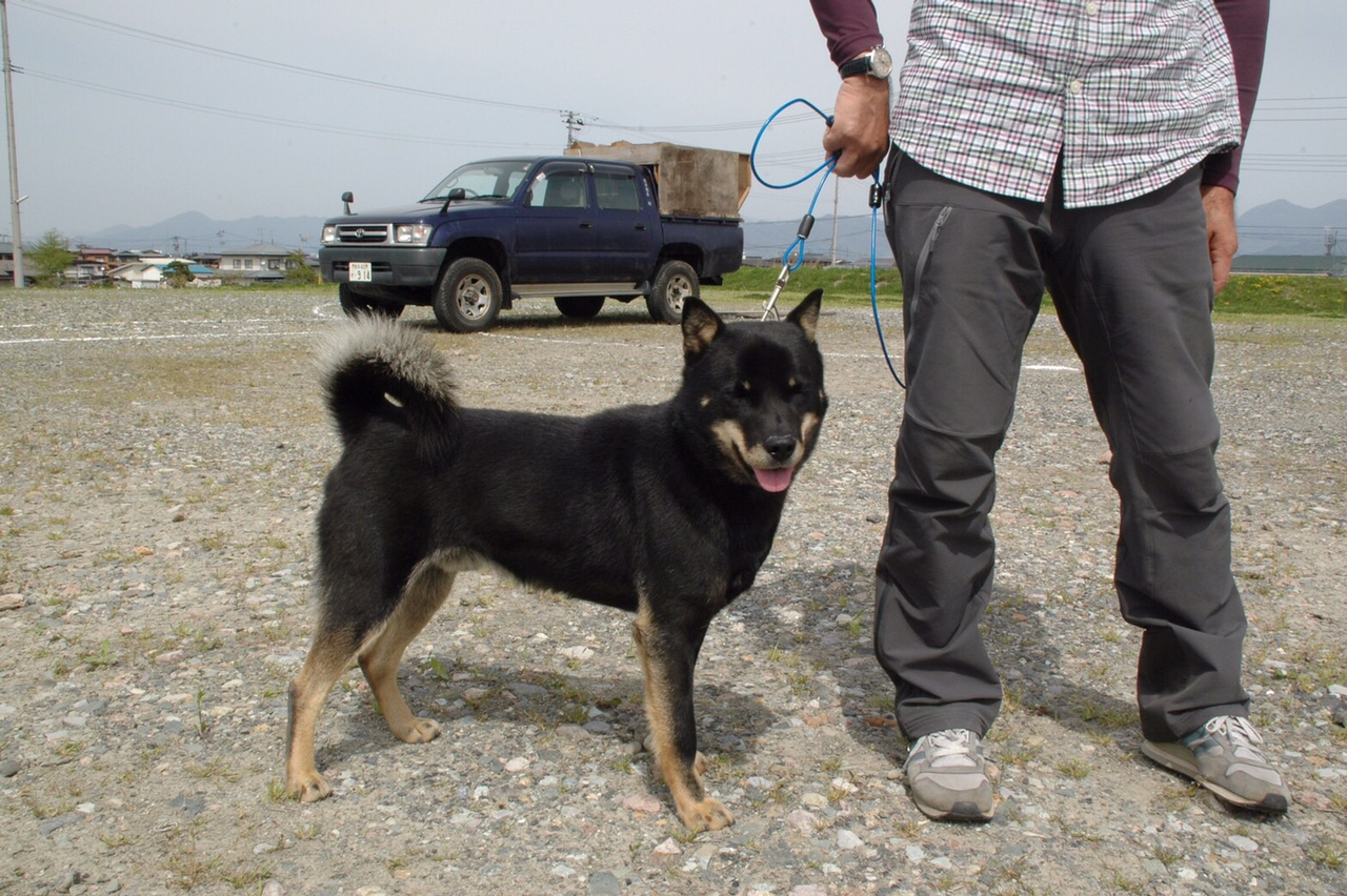 父犬の森田十勝百十七はヒグマ／イノシシ実猟犬繫殖犬舎として著名な十勝森田荘繁殖の北海道犬であります。