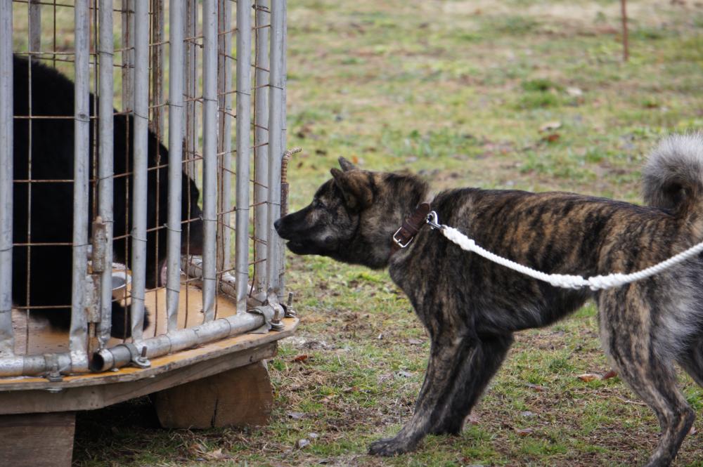 母犬の虎綾女は北海道犬保存会支部獣猟競技大会二戦二勝の優秀犬です。