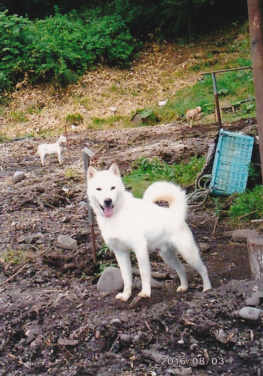 ｓ-伯山・沙流川荘　→　父犬の伯山・沙流川荘は千歳系の血筋濃い白毛の種牡犬です。