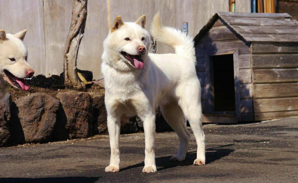 レタル・ピンネシリ杉山犬舎は展覧と獣猟の双方で日本一を獲得した名犬であります。