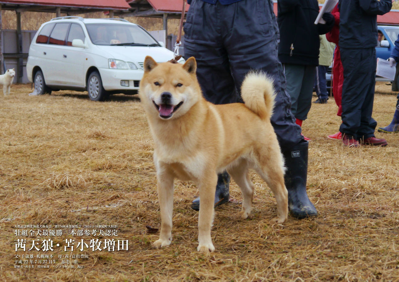父犬の茜天狼・苫小牧増田は北海道犬日本一を獲得した名犬であります。