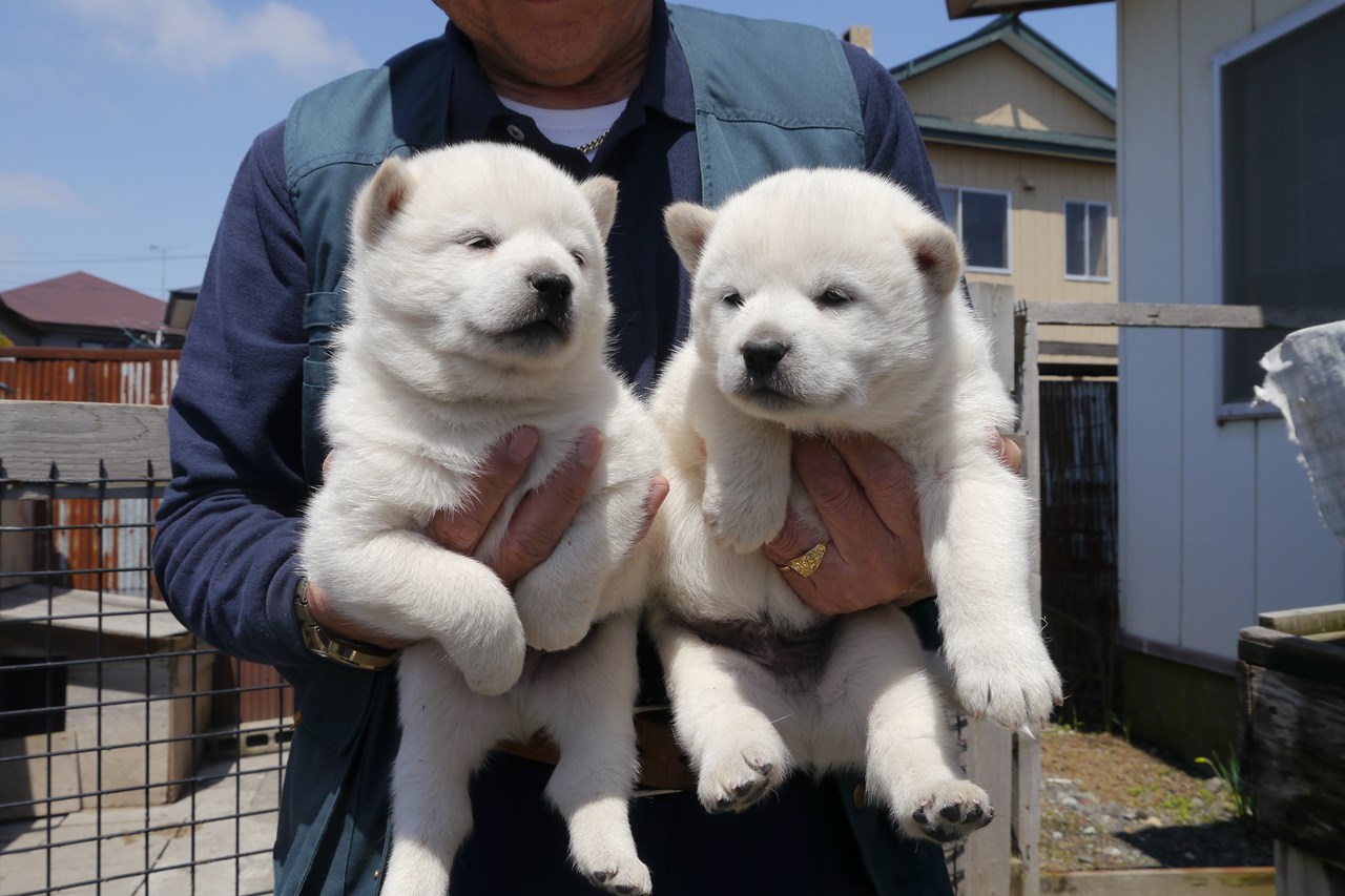 子犬情報0137 北海道日高町富川 白毛オス 1頭 成約済 北海道犬子犬ネットワーク