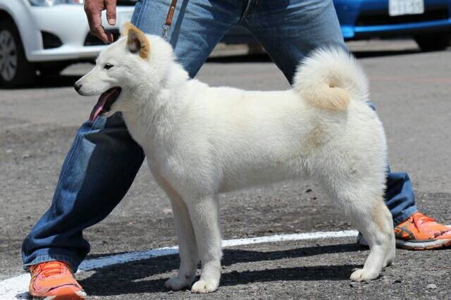 ゆず姫は北海道犬保存会、北海道犬協会の支部展で優勝歴を有する優秀犬であります。