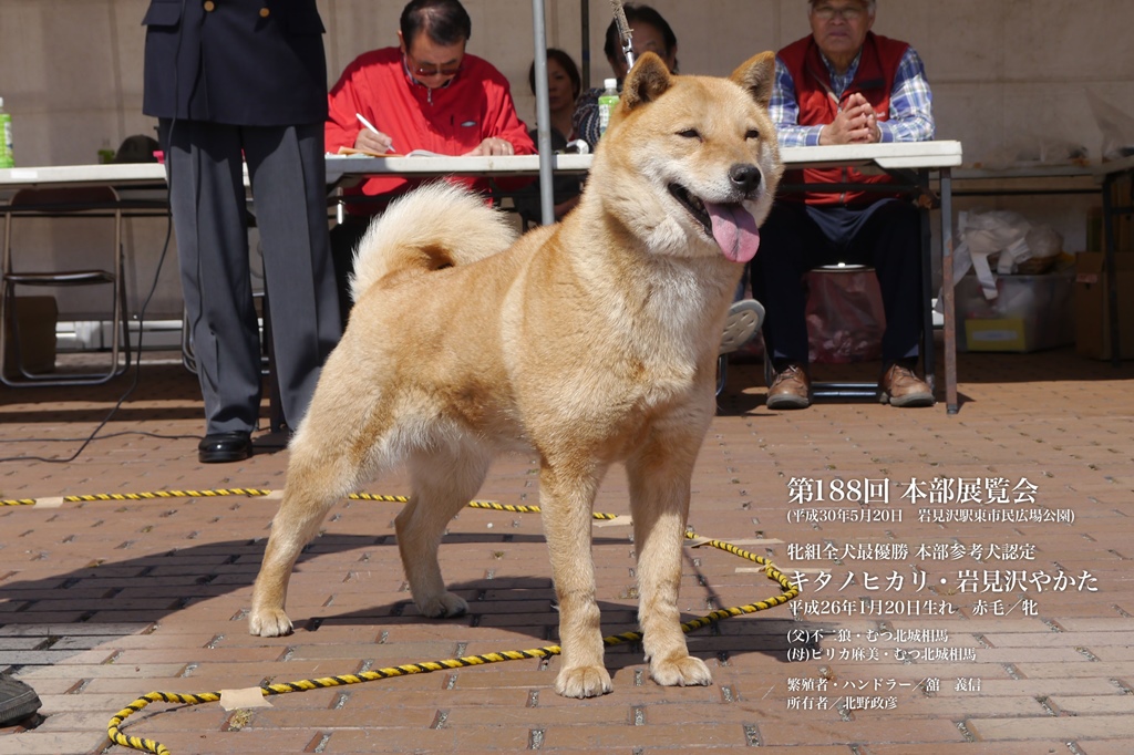 母犬の母　キタノヒカリは千歳系で、今春の本部展で日本一を獲得した名犬です。