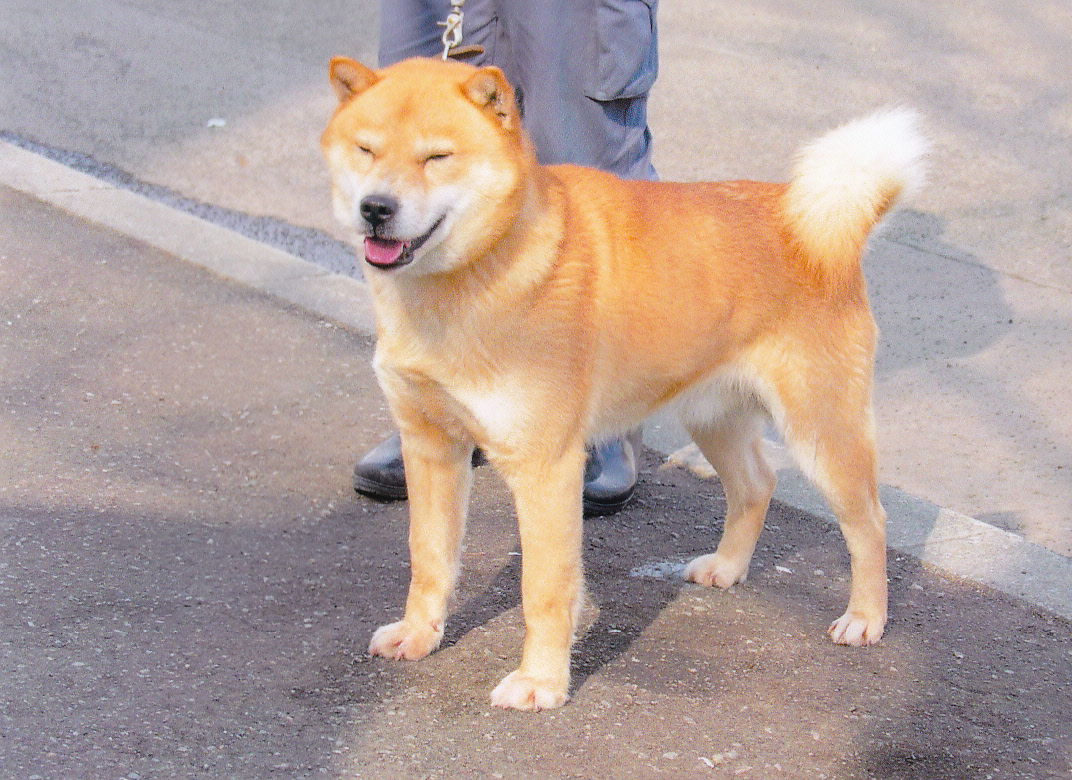 母犬の父　シネップシキテは千歳系の種牡犬であり本部展覧会で日本一を獲得した名犬です。