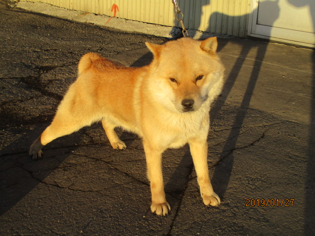 父犬の十勝森田百十六は十勝森田荘の猟犬の血に千歳系の血を導入した、新進の種牡犬です。