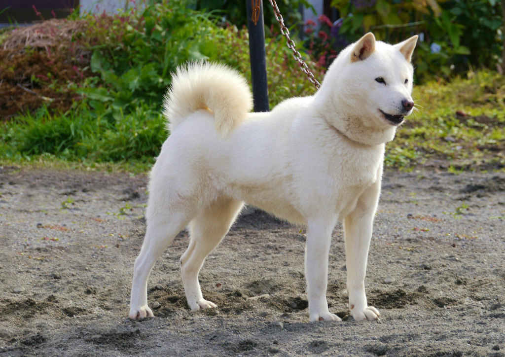 子犬の母方の祖母　菊姫は平成26年秋の本部展で牝日本一を獲得した名犬です。