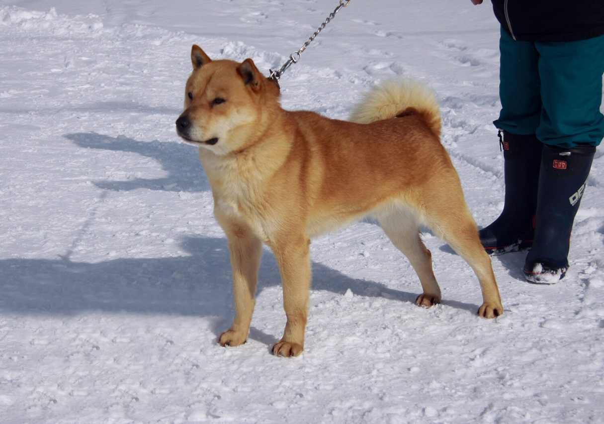 子犬の父犬の阿希雄は優れた血筋の千歳系統の種牡犬であります。